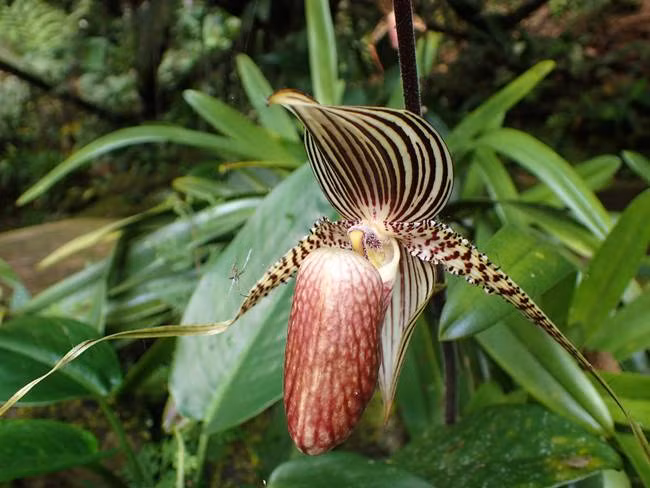 Loại hoa quý như vàng, 15 năm mới nở một lần, đại gia mơ cũng khó mua-12