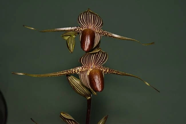 Hoa lan Rothschild (tên khoa học: Paphiopedilum rothschildianum) là một trong những loại hoa lan lạ và đắt nhất thế giới.