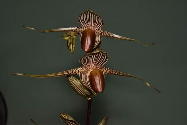 Hoa lan Rothschild (tên khoa học: Paphiopedilum rothschildianum) là một trong những loại hoa lan lạ và đắt nhất thế giới.