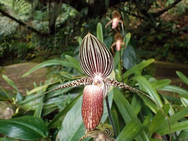 Loại hoa quý như vàng, 15 năm mới nở một lần, đại gia mơ cũng khó mua-8