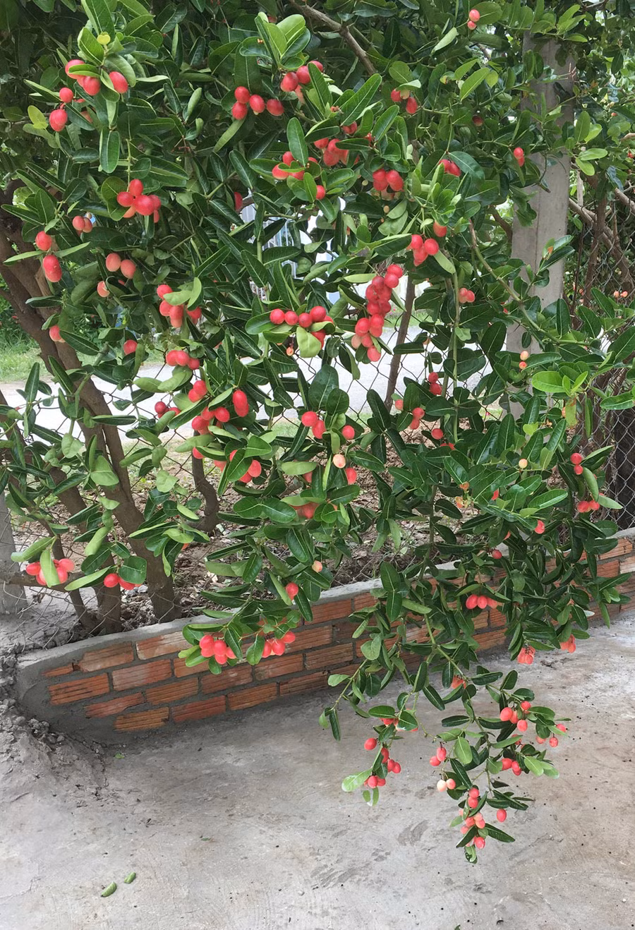 Quả cây lạ, chín đỏ rực làng, khách khắp nơi tìm về thưởng thức