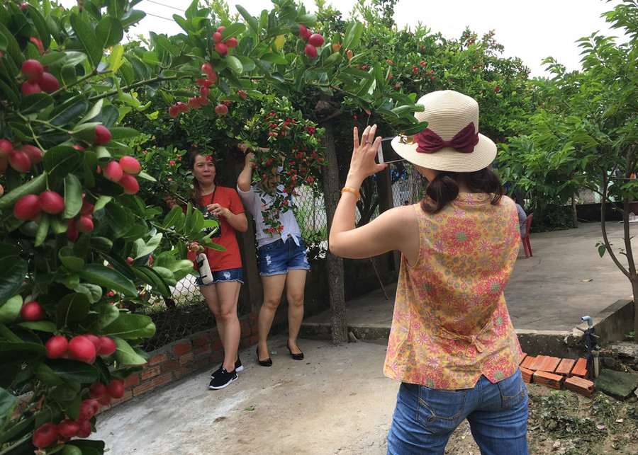 Quả cây lạ, chín đỏ rực làng, khách khắp nơi tìm về thưởng thức