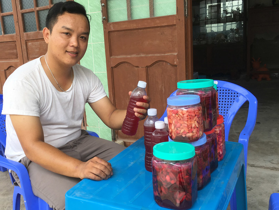 Quả cây lạ, chín đỏ rực làng, khách khắp nơi tìm về thưởng thức