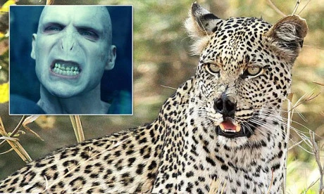 Ngỡ ngàng với con báo có vẻ ngoài giống “Chúa tể Voldemort“