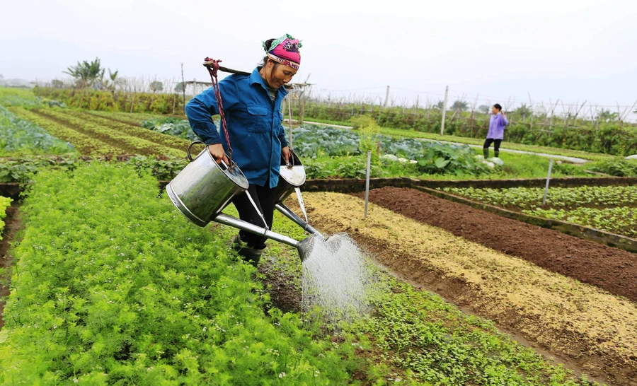 Tỷ lệ lao động trong lĩnh vực nông nghiệp ngày càng giảm mạnh. Ảnh: ILO