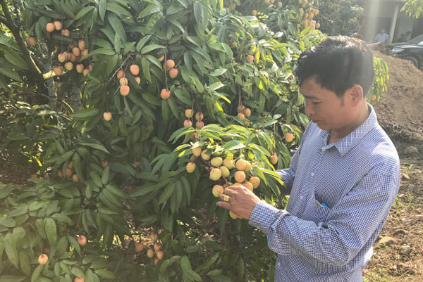 Tín hiệu bất thường: Vải thiều mất gần nửa, giá mùa này đắt ảnh 1 Tín hiệu bất thường: Vải thiều mất gần nửa, giá mùa này đắt