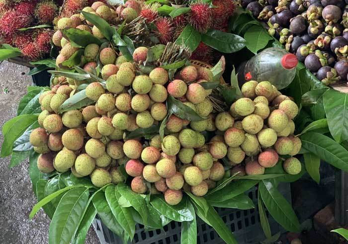 Tín hiệu bất thường: Vải thiều mất gần nửa, giá mùa này đắt ảnh 2 Tín hiệu bất thường: Vải thiều mất gần nửa, giá mùa này đắt