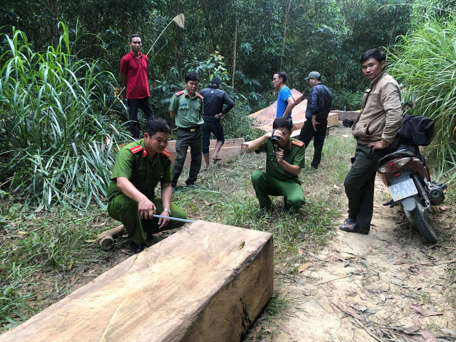  Cơ quan chức năng tiến hành kiểm đếm số gỗ lậu.