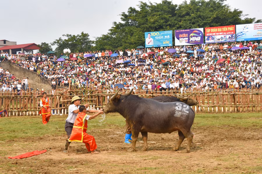 Bien&nbsp;nguoi do ve xem le hoi choi trau co nhat Viet Nam hinh anh 3