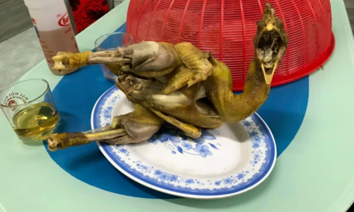 Gà cất tiếng gáy vì luộc quá lâu