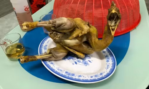 Gà cất tiếng gáy vì luộc quá lâu