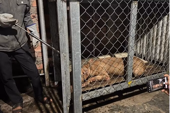 Con chó pitbull được gây mê để phục vụ điều tra. Con chó pitbull được gây mê để phục vụ điều tra.