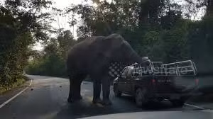 Video: Voi chặn xe, "trấn lột" hoa quả của người đi đường