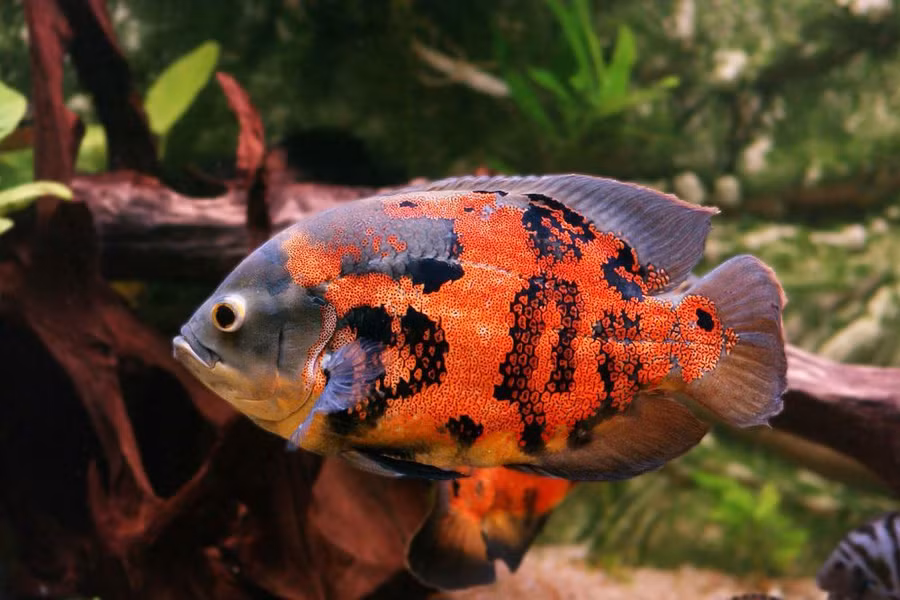 nguoi dan ong doi mat an tu vi... nguoc dai ca canh hinh anh 2