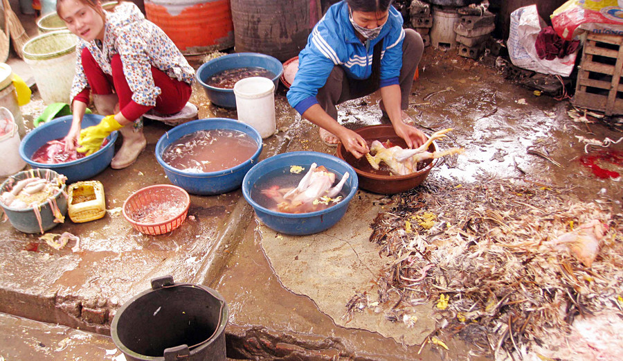 Bãi giết mổ gia cầm tồn tại ở hầu hết chợ truyền thống