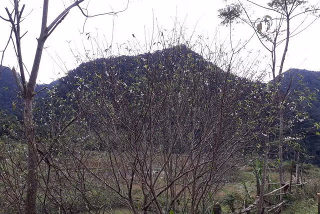  Người dân địa phương cho biết, năm ngoái phải đến tháng 11 âm lịch, hoa đào với bắt đầu nở, nhưng năm nay hoa đào nở sớm hơn. 