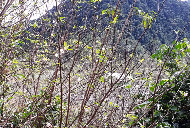 Nhiều cây đào đã đơm nụ, chuẩn bị trổ hoa.