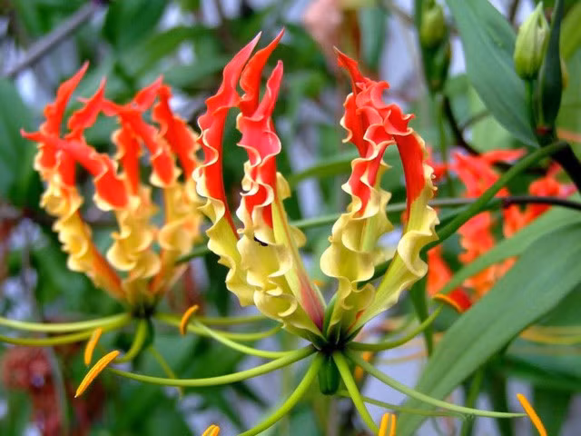 Những loài hoa “ngốn” tiền của giới tỷ phú