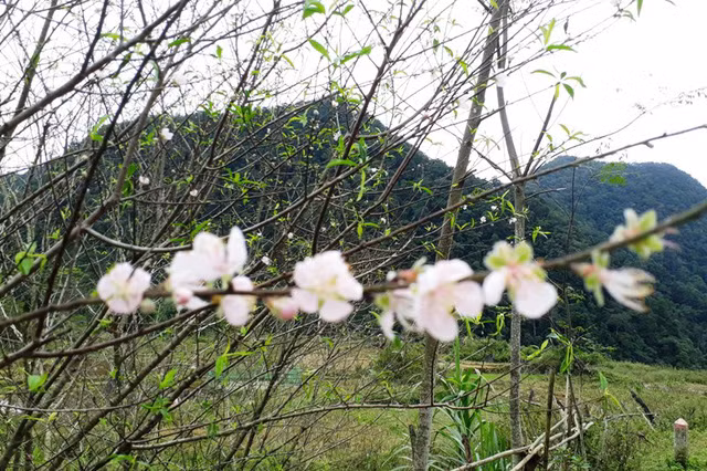  Đến với vùng đất Cao Sơn vào thời điểm này, có thể cảm nhận không khí Tết như đang ngập tràn. 