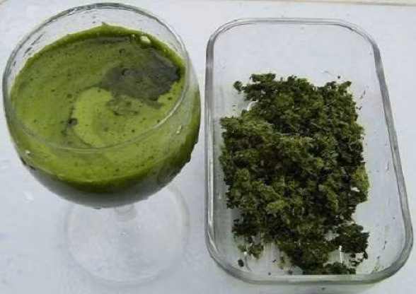 Dùng lá tía tô làm theo cách này, bao nhiêu nám, tàn nhang bay sạch ảnh 3