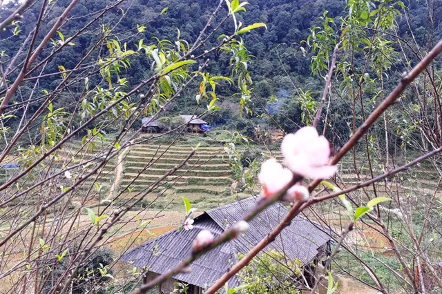 Đây chưa phải là thời điểm mà hoa đào nơi vùng đất Cao Sơn nở đẹp nhất.