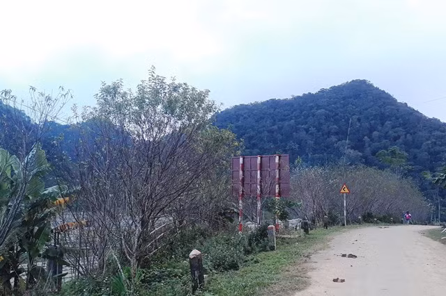 Những ngày cuối tháng 11 dương lịch, khắp các ngả đường hay những sườn đồi nơi vùng đất Cao Sơn rất dễ bắt gặp những cây đào đã bung nở, khoe sắc.