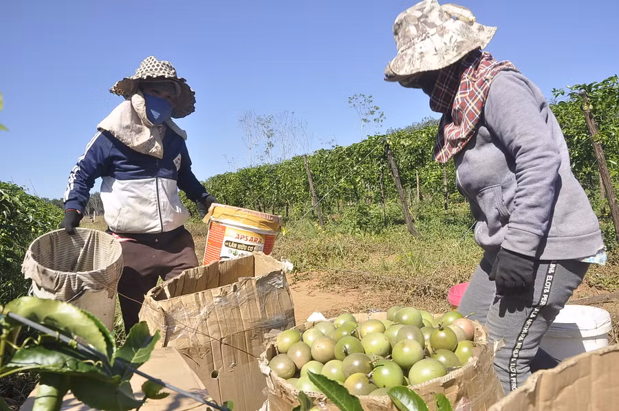 Người dân Kon Tum đang thu hoạch chanh dây