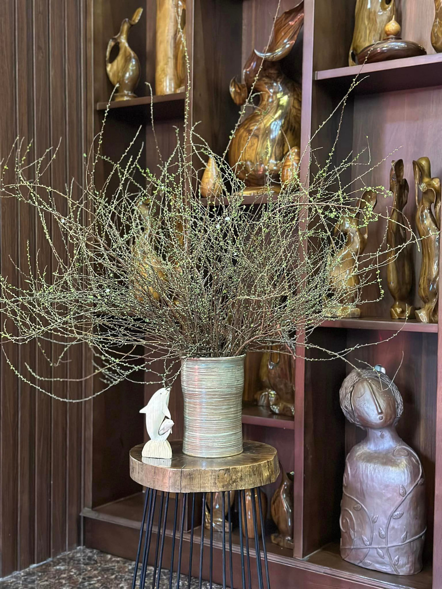 Hoa tuyết mai mới cắm không khác gì củi khô.