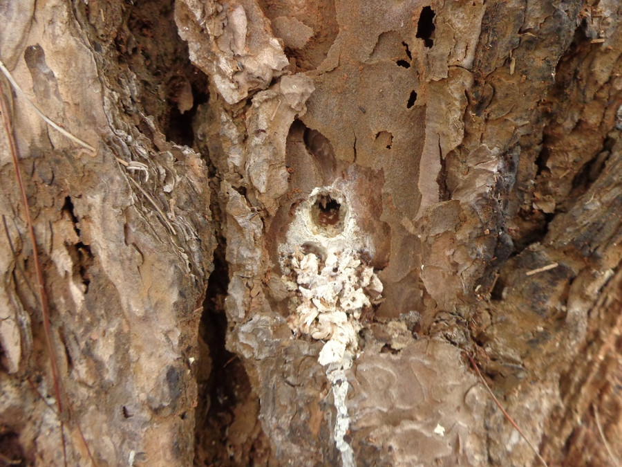 Cây bị khoét lỗ đổ hóa chất