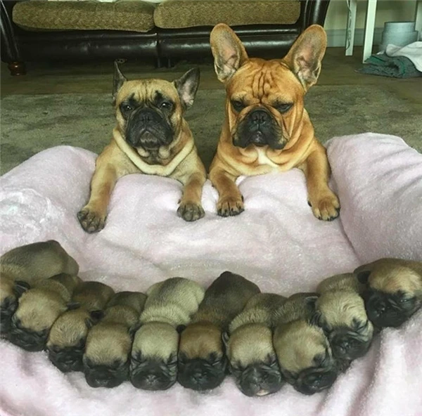 Cảnh đời ngang trái của các mẹ bỉm sữa trước bầy con nheo nhóc