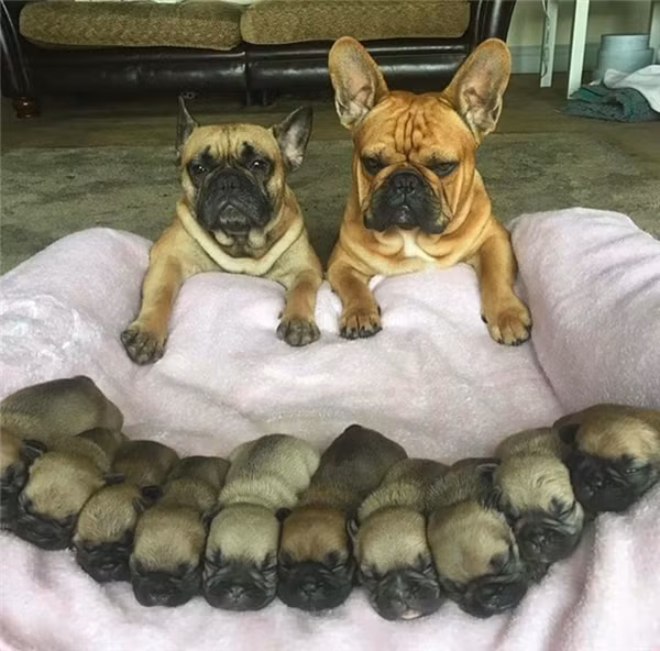 Cảnh đời ngang trái của các mẹ bỉm sữa trước bầy con nheo nhóc