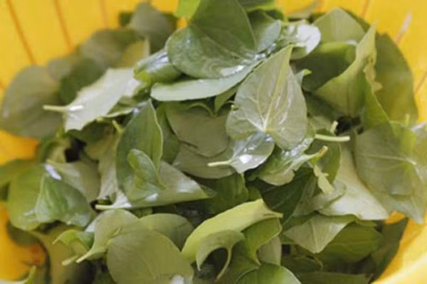 Dùng rau diếp cá làm theo cách này, mụn cứng đầu đến đâu cũng hết sạch