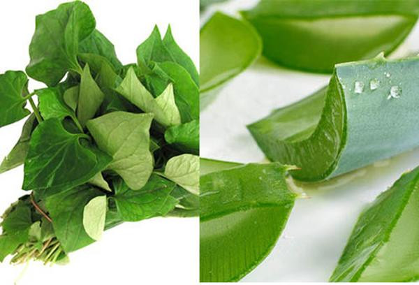 Dùng rau diếp cá làm theo cách này, mụn cứng đầu đến đâu cũng hết sạch ảnh 5 chay ra cho mua rau diep ca ve lam theo cach nay, mun cung dau den dau cung het sach - 5