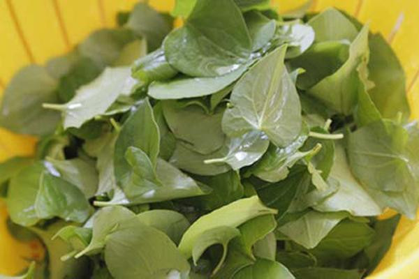 Dùng rau diếp cá làm theo cách này, mụn cứng đầu đến đâu cũng hết sạch ảnh 1 chay ra cho mua rau diep ca ve lam theo cach nay, mun cung dau den dau cung het sach - 1