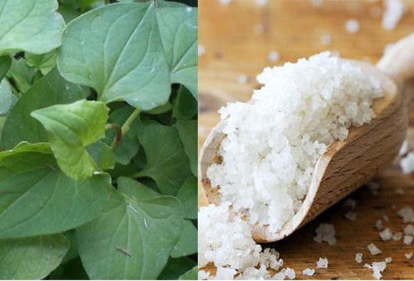 Dùng rau diếp cá làm theo cách này, mụn cứng đầu đến đâu cũng hết sạch ảnh 7 chay ra cho mua rau diep ca ve lam theo cach nay, mun cung dau den dau cung het sach - 7