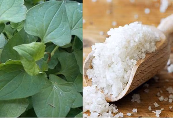 chay ra cho mua rau diep ca ve lam theo cach nay, mun cung dau den dau cung het sach - 7