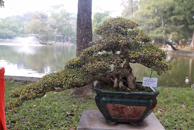 Dàn cây bonsai “nhỏ mà có võ” ở Hà Nội, giá lên tới hàng tỷ đồng ảnh 7 Dàn cây bonsai nhỏ mà có võ” ở Hà Nội, có cây lên tới hàng tỷ đồng-7