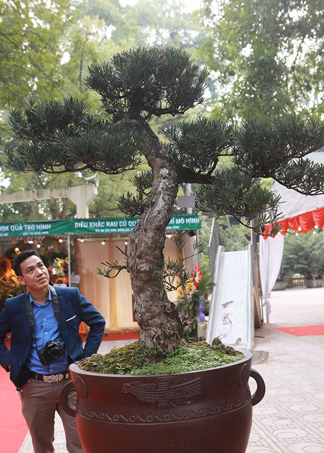 Dàn cây bonsai “nhỏ mà có võ” ở Hà Nội, giá lên tới hàng tỷ đồng ảnh 15 Dàn cây bonsai nhỏ mà có võ” ở Hà Nội, có cây lên tới hàng tỷ đồng-15