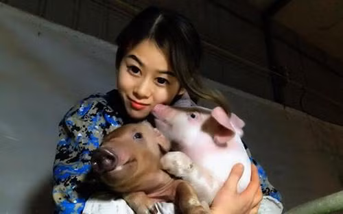 Sốc độc lạ: Hô hấp nhân tạo cho lợn, cô gái kiếm hàng tỷ đồng mỗi năm-1