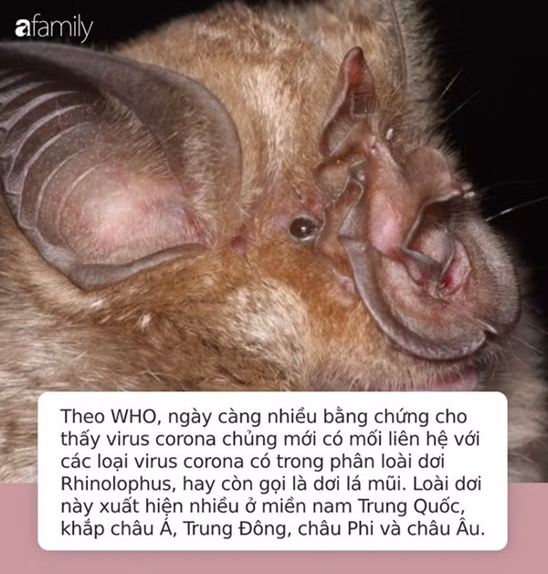 Danh tính loài dơi đang chứa hơn 500 loại virus corona cùng nhiều điều kỳ lạ sau kết quả xét nghiệm máu của người dân sống gần hang dơi-3