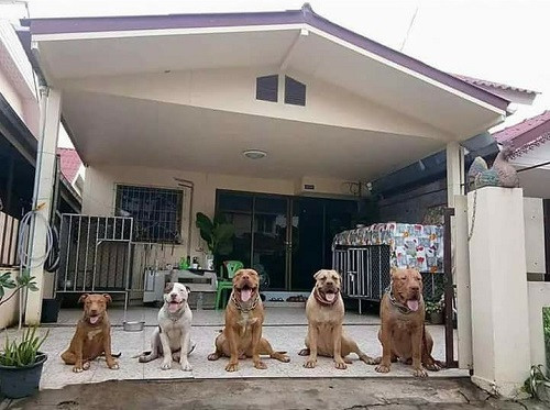 Đường vào nhà em sao lắm chó.