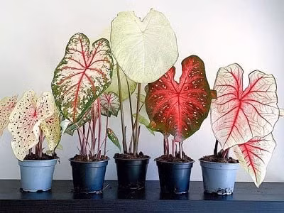 4 loại cây không tốt về phong thủy, gia chủ không nên trồng ảnh 1