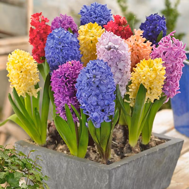 4 loại cây không tốt về phong thủy, gia chủ không nên trồng ảnh 2