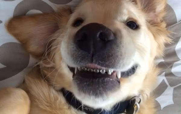 Chú chó sành điệu được chủ đưa đi niềng răng