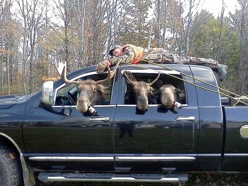 Khi thợ săn bị phản kích. Khi thợ săn bị phản kích.