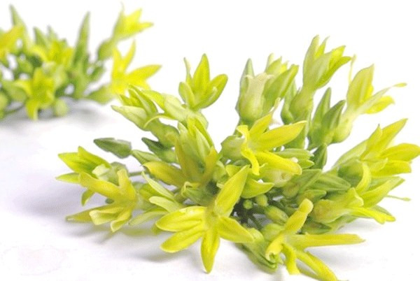 nhung-mon-an-bo-duong-tu-hoa-thien-ly-giadinhvietnam.com 2