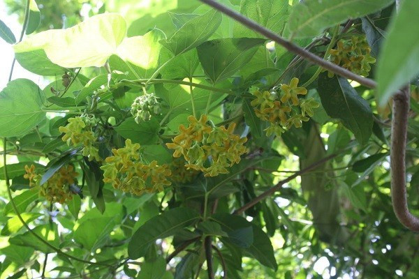 nhung-mon-an-bo-duong-tu-hoa-thien-ly-giadinhvietnam.com 1