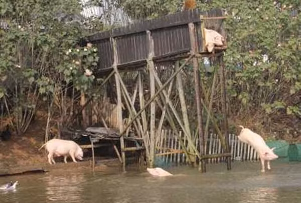 Những trang trại lợn quái đản nhất thế giới 8