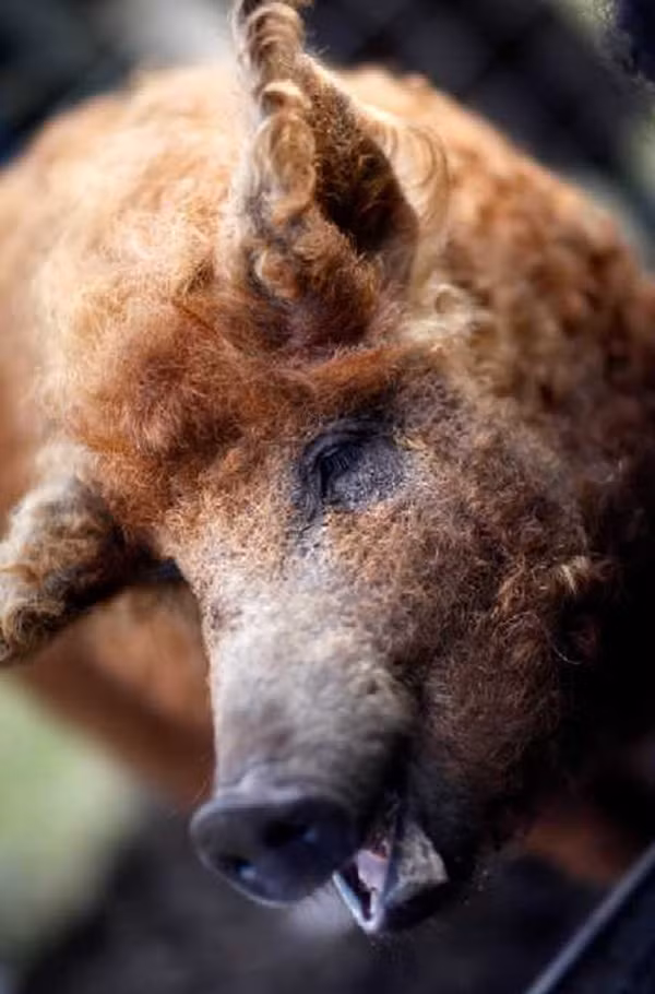 Những trang trại lợn quái đản nhất thế giới 7