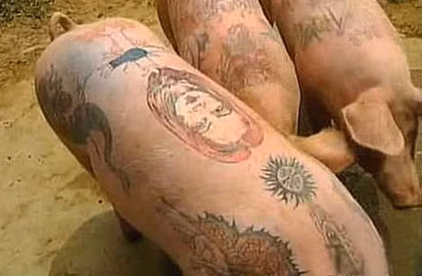 Những trang trại lợn quái đản nhất thế giới 3